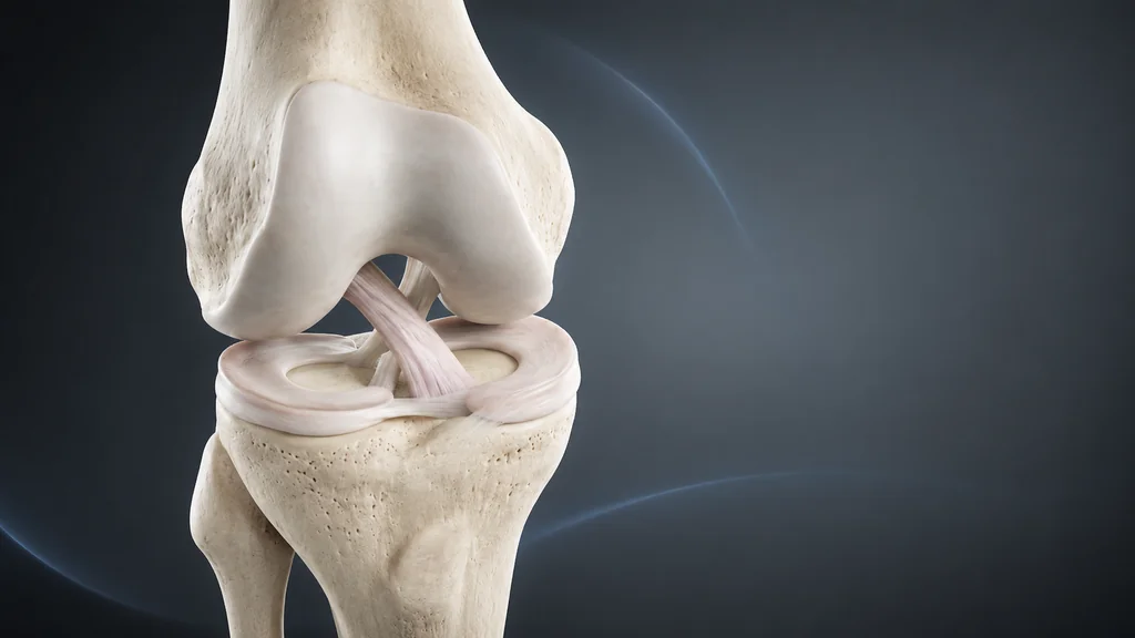 Anatomia do joelho relacionada a estalos, menisco e ligamentos